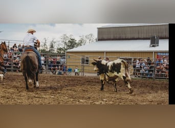 Percherón, Caballo castrado, 9 años, 160 cm, Grullo