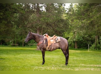 Percherón, Caballo castrado, 9 años, 160 cm, Grullo