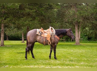 Percherón, Caballo castrado, 9 años, 160 cm, Grullo