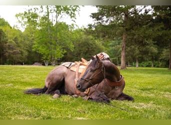 Percherón, Caballo castrado, 9 años, 160 cm, Grullo