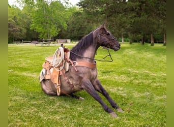 Percherón, Caballo castrado, 9 años, 160 cm, Grullo