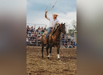 Percherón, Caballo castrado, 9 años, 160 cm, Grullo