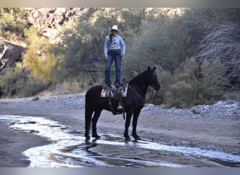 Percherón Mestizo, Caballo castrado, 9 años, 163 cm, Negro