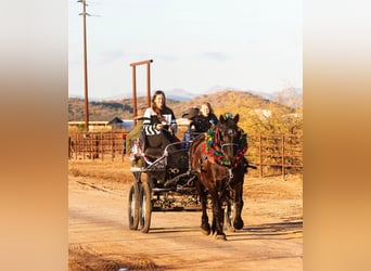 Percherón Mestizo, Caballo castrado, 9 años, 163 cm, Negro