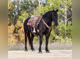 Percherón Mestizo, Caballo castrado, 9 años, 163 cm, Negro