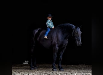 Percherón Mestizo, Caballo castrado, 9 años, 163 cm, Negro