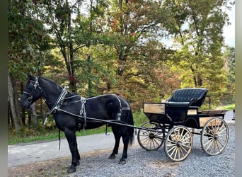 Percherón, Caballo castrado, 9 años, 173 cm, Negro