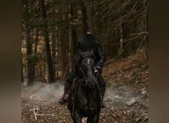 Percherón, Caballo castrado, 9 años, 173 cm, Negro