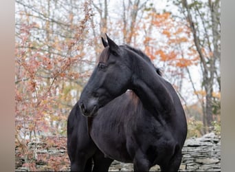 Percherón, Caballo castrado, 9 años, 173 cm, Negro