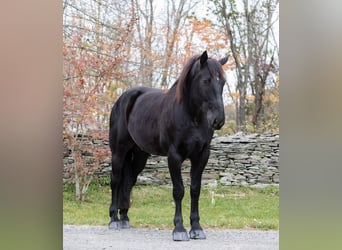 Percherón, Caballo castrado, 9 años, 173 cm, Negro