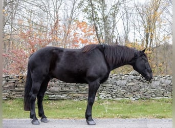 Percherón, Caballo castrado, 9 años, 173 cm, Negro