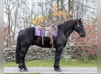 Percherón, Caballo castrado, 9 años, 173 cm, Negro