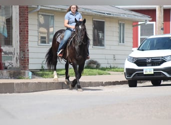 Percherón Mestizo, Caballo castrado, 9 años, Negro