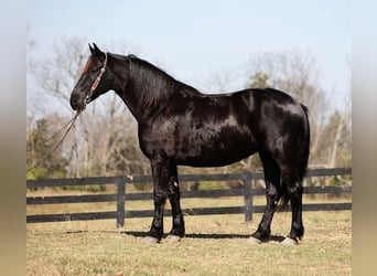 Percherón, Caballo castrado, 9 años, Negro