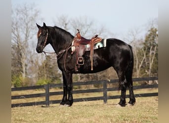 Percherón, Caballo castrado, 9 años, Negro