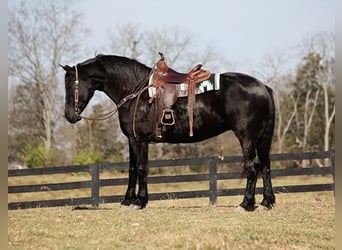 Percherón, Caballo castrado, 9 años, Negro