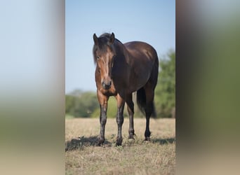 Percheron, Castrone, 10 Anni, 157 cm, Baio ciliegia