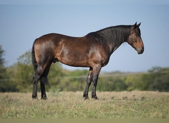 Percheron, Castrone, 10 Anni, 157 cm, Baio ciliegia