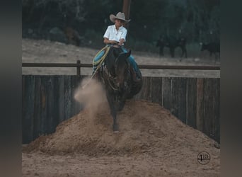 Percheron, Castrone, 10 Anni, 157 cm, Baio ciliegia