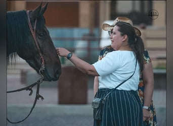 Percheron, Castrone, 10 Anni, 157 cm, Baio ciliegia