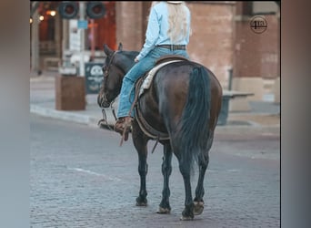 Percheron, Castrone, 10 Anni, 157 cm, Baio ciliegia