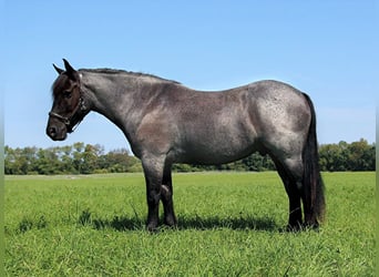 Percheron, Castrone, 10 Anni, 160 cm, Roano blu