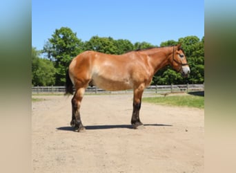 Percheron Mix, Castrone, 10 Anni, 163 cm, Baio ciliegia