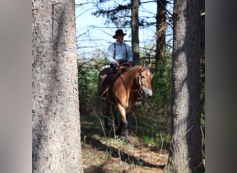Percheron Mix, Castrone, 10 Anni, 163 cm, Baio ciliegia