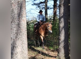 Percheron Mix, Castrone, 10 Anni, 163 cm, Baio ciliegia