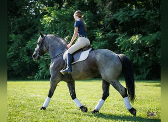 Percheron Mix, Castrone, 10 Anni, 163 cm, Roano blu