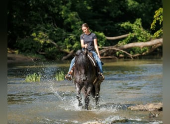 Percheron Mix, Castrone, 10 Anni, 163 cm, Roano blu