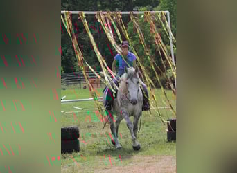 Percheron, Castrone, 10 Anni, 165 cm, Grigio pezzato