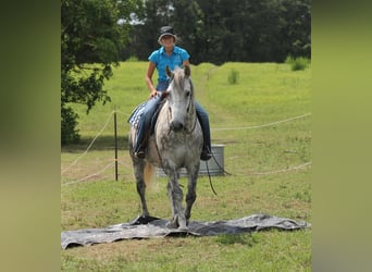 Percheron, Castrone, 10 Anni, 165 cm, Grigio pezzato
