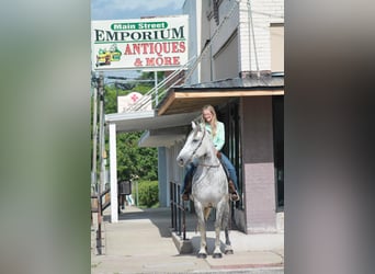 Percheron, Castrone, 10 Anni, 165 cm, Grigio pezzato