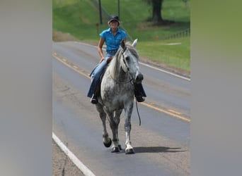 Percheron, Castrone, 10 Anni, 165 cm, Grigio pezzato