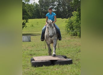 Percheron, Castrone, 10 Anni, 165 cm, Grigio pezzato