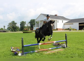 Percheron, Castrone, 10 Anni, 168 cm, Baio ciliegia