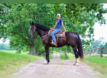 Percheron, Castrone, 10 Anni, 168 cm, Baio ciliegia