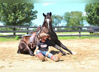 Percheron, Castrone, 10 Anni, 168 cm, Baio ciliegia