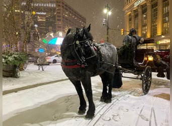Percheron, Castrone, 10 Anni, 173 cm, Roano blu