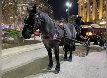 Percheron, Castrone, 10 Anni, 173 cm, Roano blu