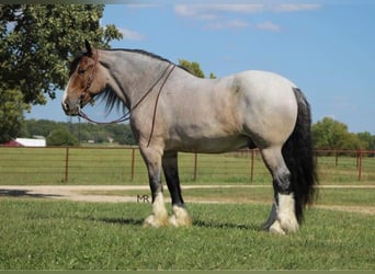 Percheron, Castrone, 10 Anni, 175 cm, Baio roano
