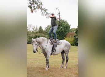 Percheron, Castrone, 10 Anni, 175 cm, Grigio pezzato