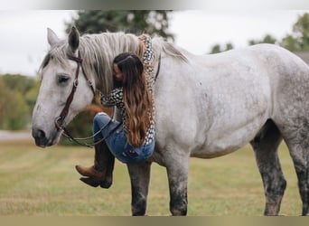 Percheron, Castrone, 10 Anni, 175 cm, Grigio pezzato