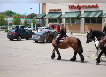 Percheron, Castrone, 10 Anni, 178 cm, Baio ciliegia