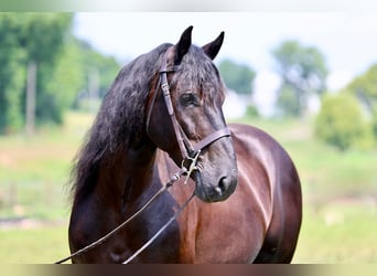 Percheron Mix, Castrone, 10 Anni, Morello
