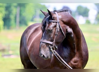 Percheron Mix, Castrone, 10 Anni, Morello
