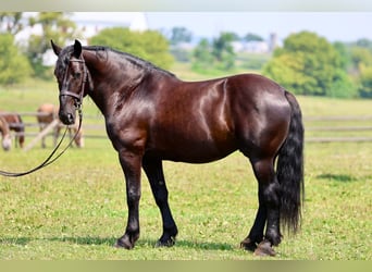 Percheron Mix, Castrone, 10 Anni, Morello