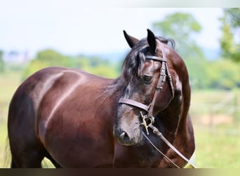 Percheron Mix, Castrone, 10 Anni, Morello