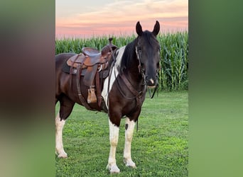 Percheron, Castrone, 11 Anni, 163 cm, Tobiano-tutti i colori